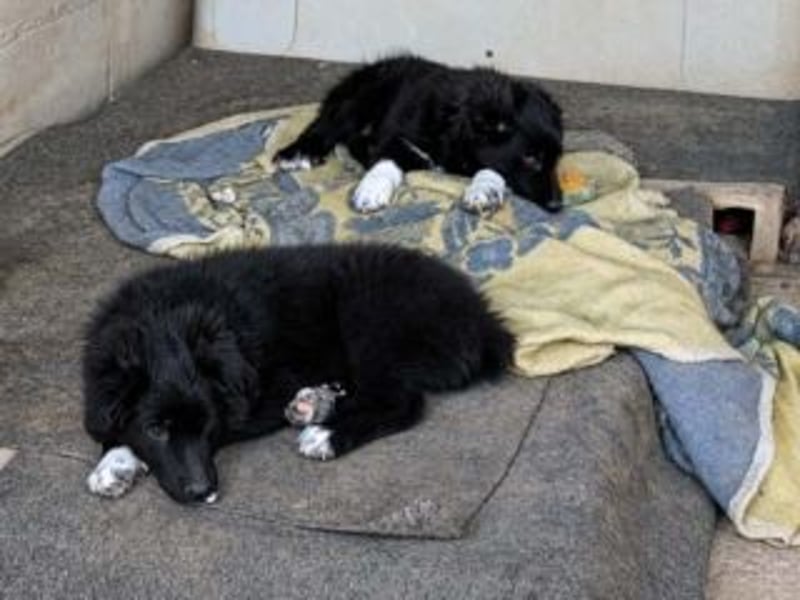 ALICIA-kleine Herzensbrecherin mit großem Lebensmut