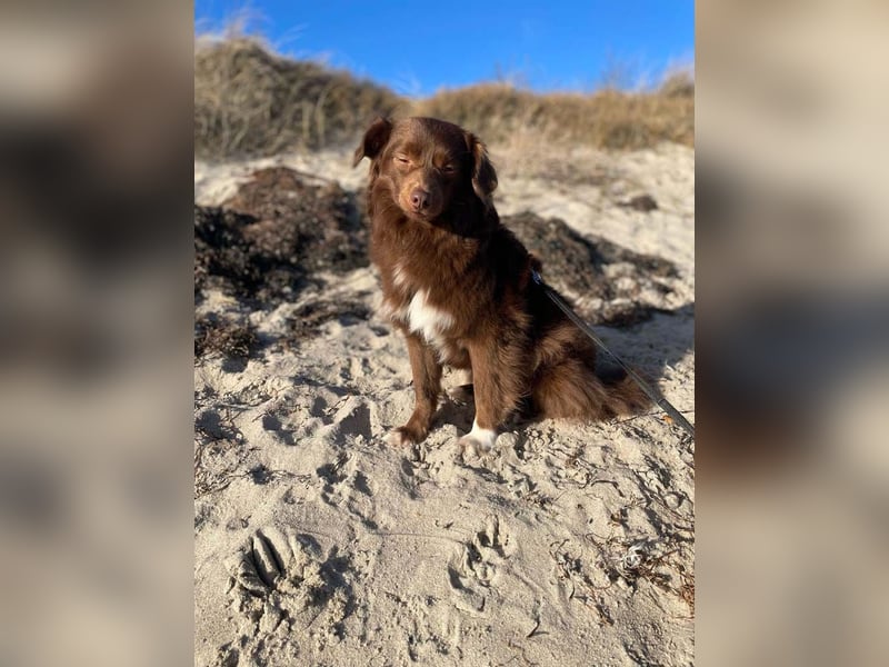 Sergio ist nun „ready to adopt"
