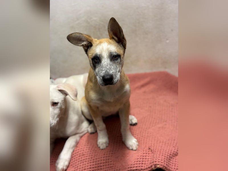 Kleine FLORA-alleine auf den Straßen unterwegs sucht sehnsüchtig liebevolles Zuhause