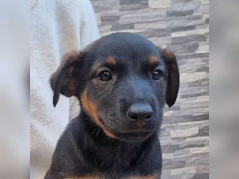 ROBI-kleiner Zwerg sucht seinen Lieblingsmenschen