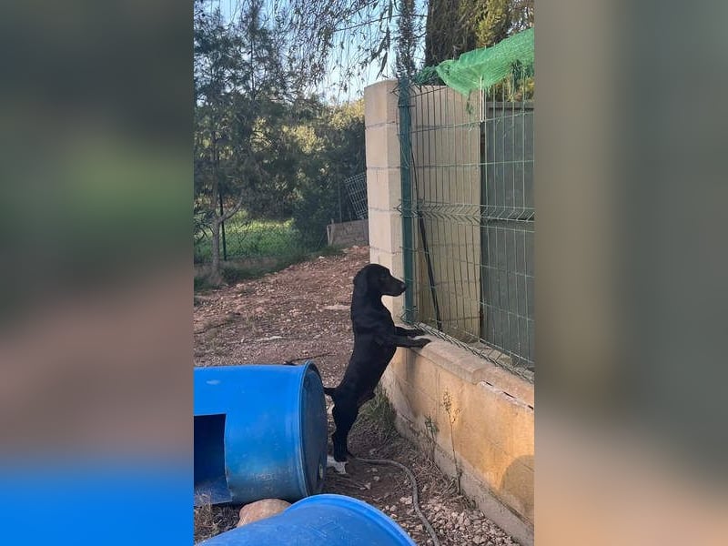 CAPO-ein kleiner,schwarzer Hundejunge,der sofort alle Herzen erobert auf der Suche nach se Familie