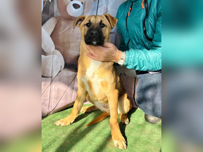 KNOX- sehr menschenbezogen, verschmust, liebesbedürftig bereit für seine Für-immer-Familie