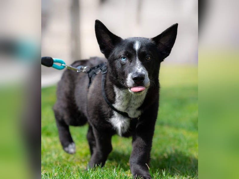 NORR-kleiner Sonnenschein, sehr lieb, ausgeglichen, verspielt, menschenbezogen