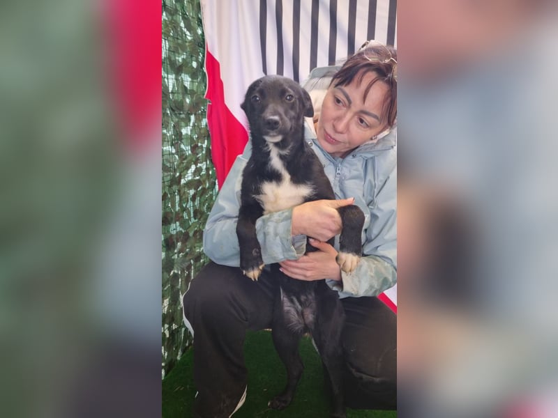 LORETTE - Zuckerschock, die kleine, unscheinbare Lorette sucht liebevolles Für-immer-Zuhause