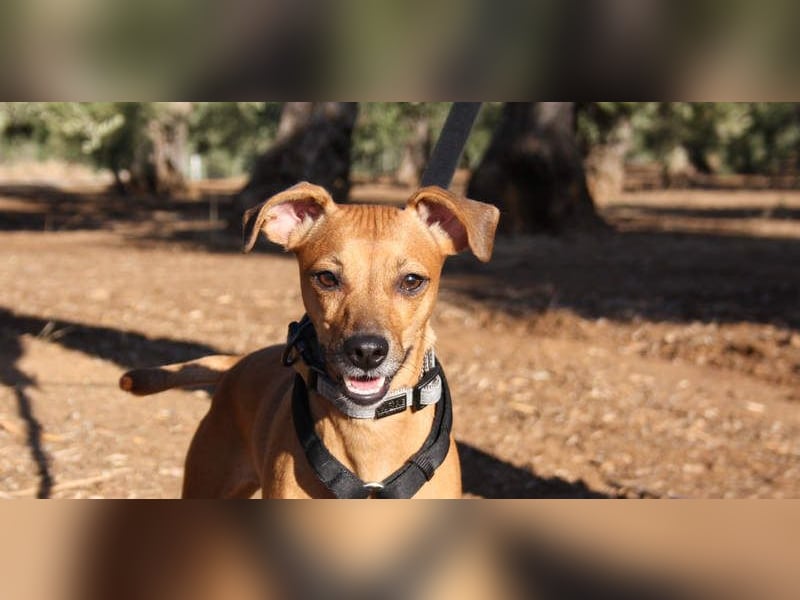 LUNA- pure Lebensfreude trifft mitten ins Herz. Gute-Laune-Mädchen sucht liebevolles Zuhause