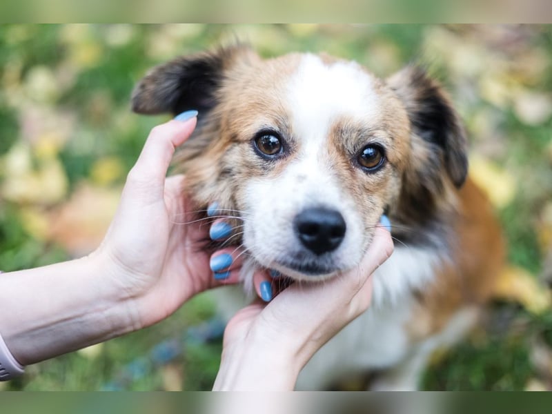 BISCUIT-kleiner Sonnenschein-liebevoll, anhänglich sucht sein liebevolles Für-immer-Zuhause