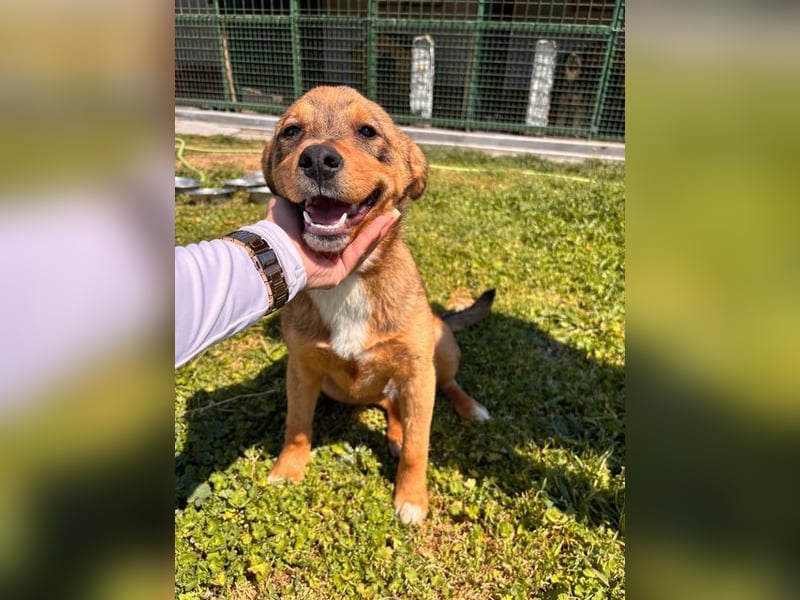 GUNNER - wer verliebt sich in diesen kleinen Schatz und schenkt ihm ein liebevolles Zuhause?