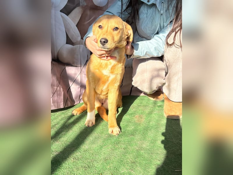 Hübsche IRIS-verschmust, liebesbedürftig sucht sie dringend ihr liebevolles Für-immer-Zuhause