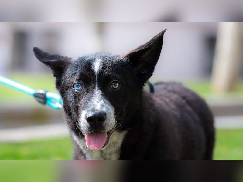 NORR-kleiner Sonnenschein, sehr lieb, ausgeglichen, verspielt, menschenbezogen