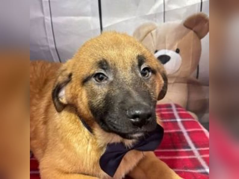 ZORRO-möchte IHR neues Familienmitglied werden!