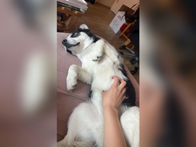 MUCKI - geselliges Kerlchen