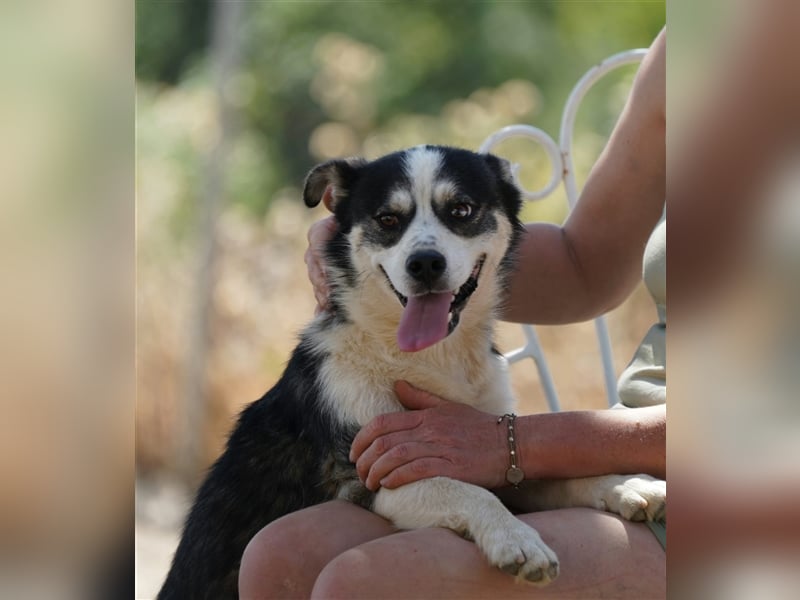 MUCKI - geselliges Kerlchen