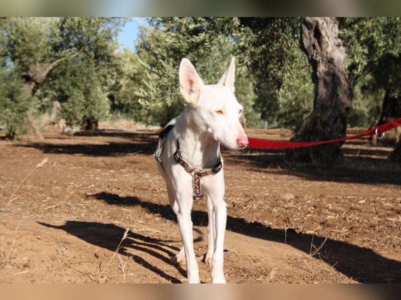 MILA- bezauberndes Wesen besticht auch durch ihre wunderschöne Ausstrahlung