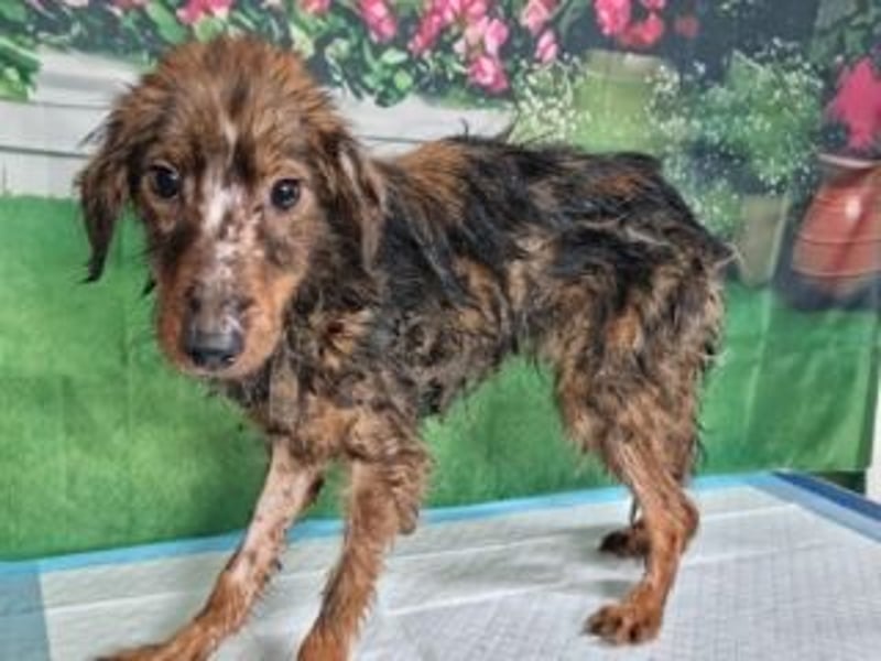 TUCKER-zarter, liebenswerter kleiner Hundebub