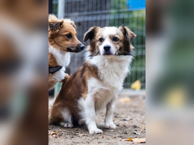 BISCUIT-kleiner Sonnenschein-liebevoll, anhänglich sucht sein liebevolles Für-immer-Zuhause