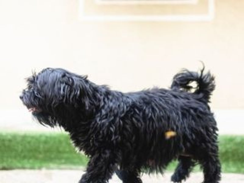 DARLA-wer hat ein Plätzchen an seiner  Seite frei um mit Darla durchs Leben zu gehen