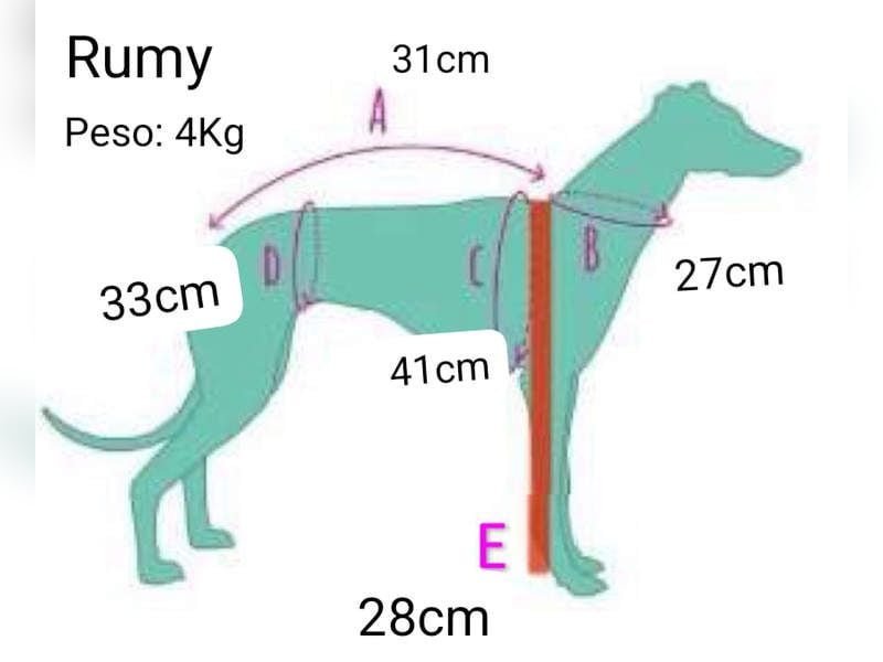 RUMI-kleines Herz auf 4 Pfoten, sanft, ruhig, liebt Kinder und Menschen -wo wartet seine Familie