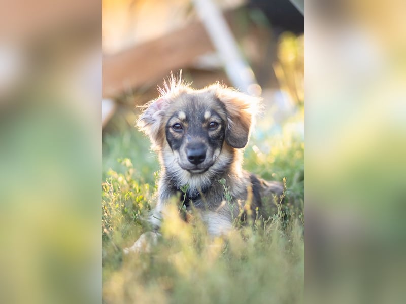 FELIA -wartet im Tierheim 79312 Emmendingen auf ihr liebevolles Für-immer-Zuhause