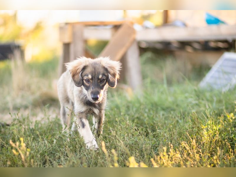 FELIA -wartet im Tierheim 79312 Emmendingen auf ihr liebevolles Für-immer-Zuhause