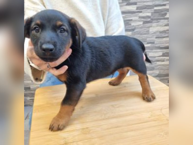 ROBI-kleiner Zwerg sucht seinen Lieblingsmenschen