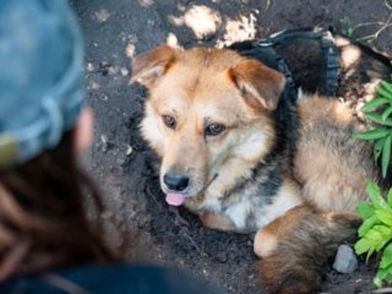 Unbeschwerter SHANKAR sucht einfühlsames, ruhiges Zuhause