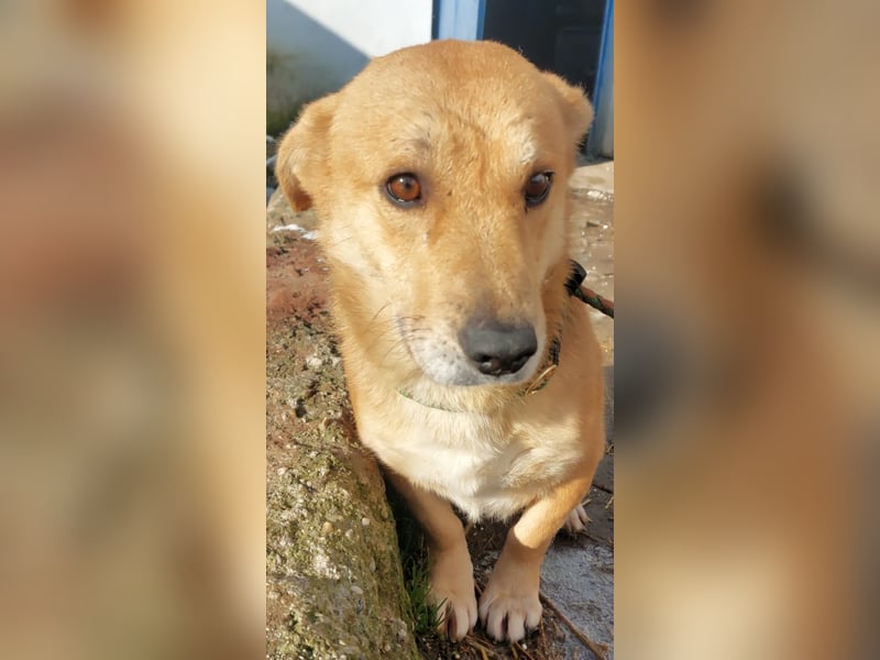 HONEY-feiner Charakter, traurige, braune Kulleraugen auf der Suche nach liebevollem Zuhause