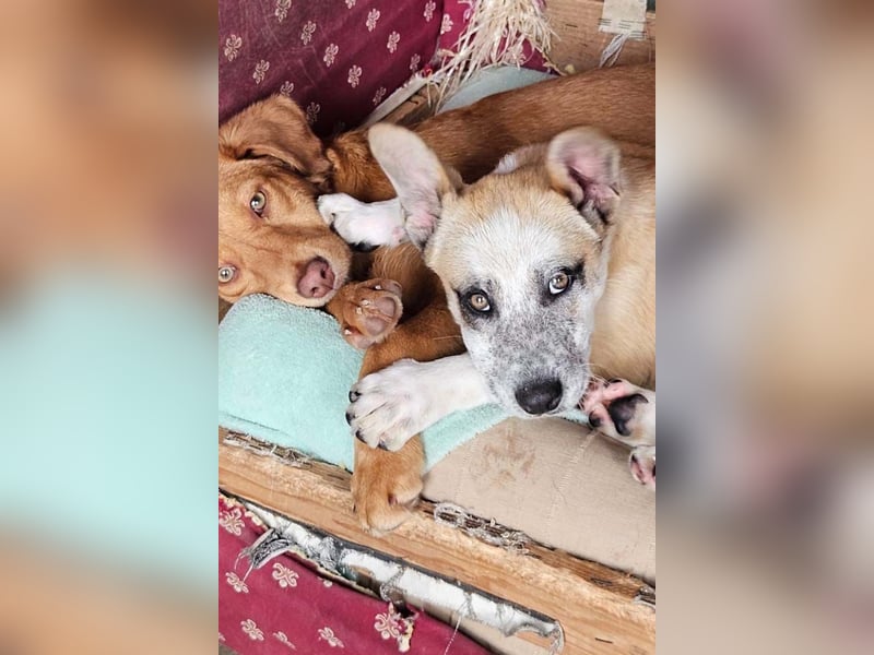 Kleine FLORA-alleine auf den Straßen unterwegs sucht sehnsüchtig liebevolles Zuhause