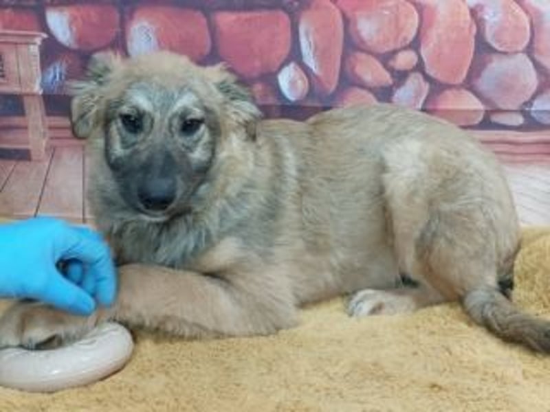 TOBY-sehr freundlich und außerordentlich verschmust