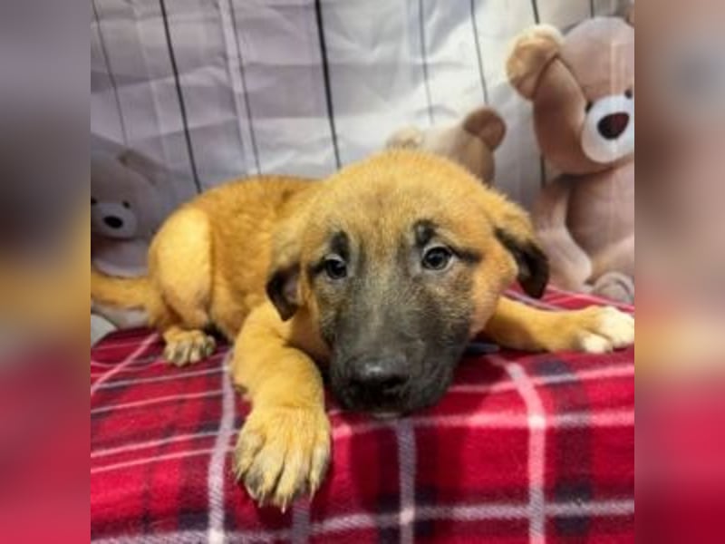 ZORRO-möchte IHR neues Familienmitglied werden!