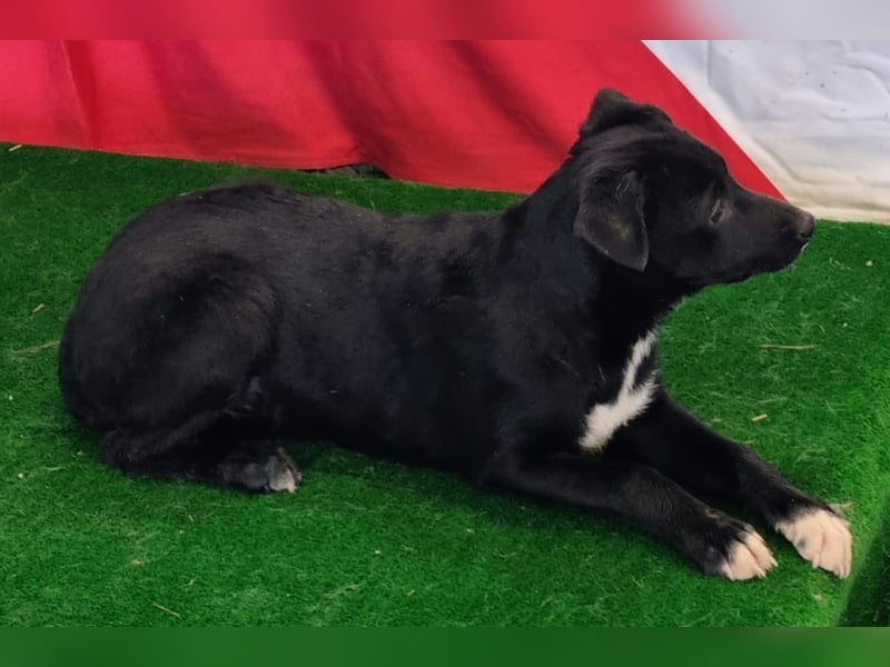 LORETTE - Zuckerschock, die kleine, unscheinbare Lorette sucht liebevolles Für-immer-Zuhause