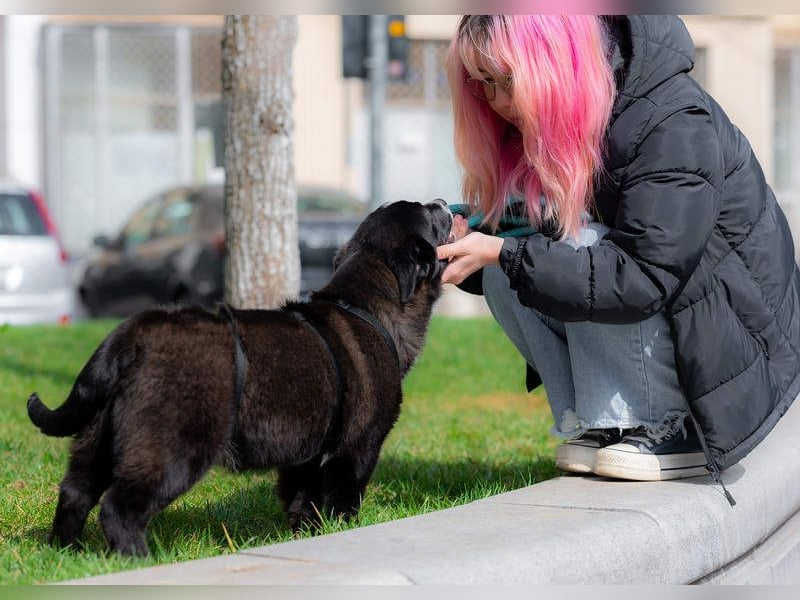 NORR-kleiner Sonnenschein, sehr lieb, ausgeglichen, verspielt, menschenbezogen