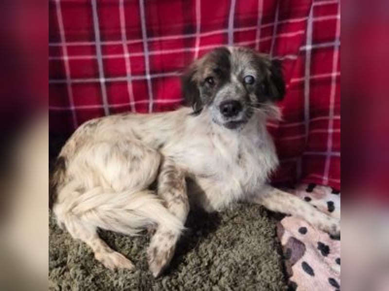 MAGGIE-sucht ein Menschenherz, das ihr die Welt zeigt