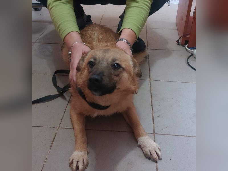 NELLY-Herz aus Gold sucht sehnlichst liebevolles Für-immer-Zuhause