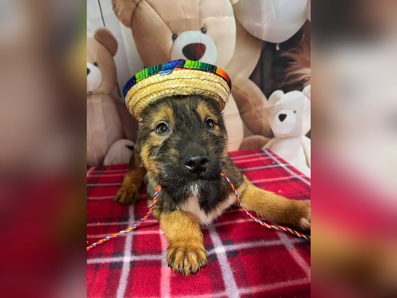 Archie – bereit für das große Welpenabenteuer