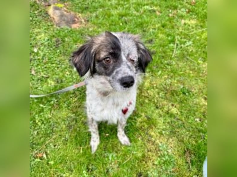 MAGGIE-sucht ein Menschenherz, das ihr die Welt zeigt