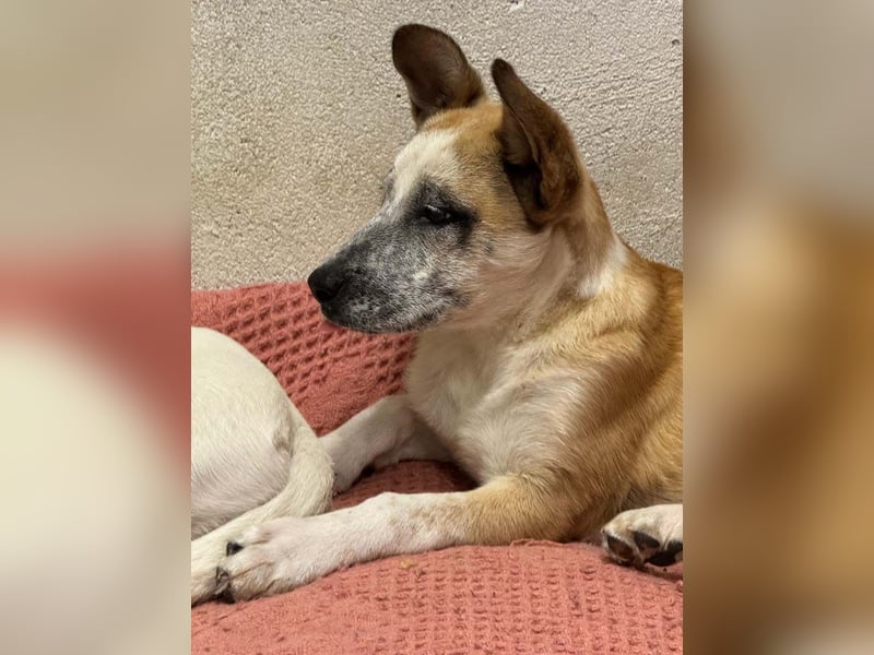 Kleine FLORA-alleine auf den Straßen unterwegs sucht sehnsüchtig liebevolles Zuhause