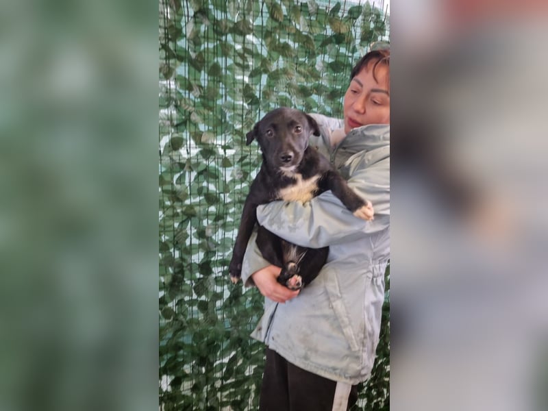 LORETTE - Zuckerschock, die kleine, unscheinbare Lorette sucht liebevolles Für-immer-Zuhause