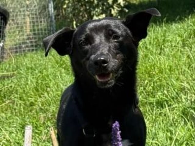 Shannon-Neugierig und doch ein bisschen vorsichtig