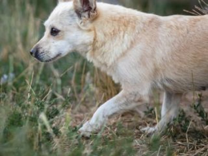 FIBI- kleine Hündin mit einem ganz großen Herzen- sucht Geborgenheit
