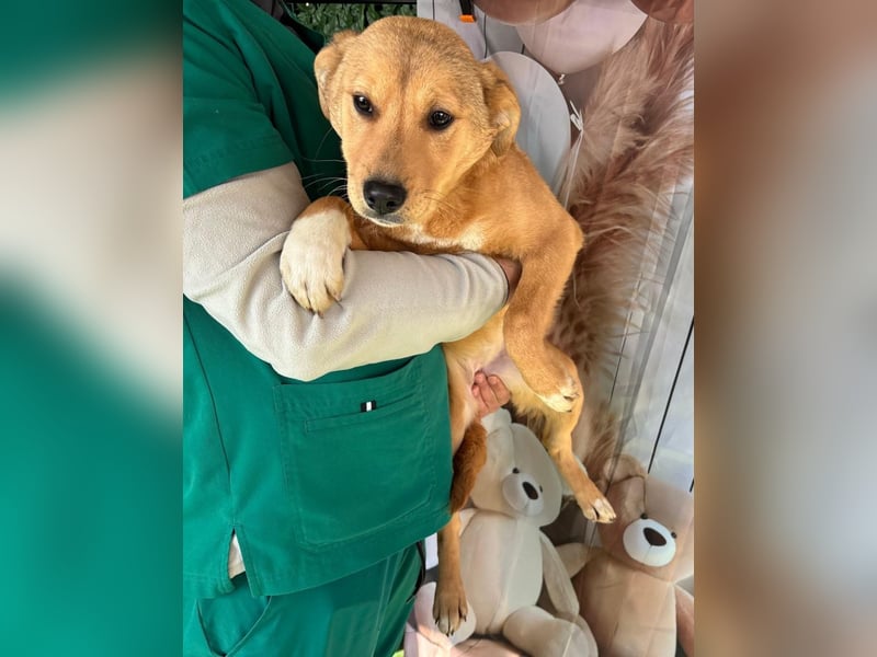 Hübsche IRIS-verschmust, liebesbedürftig sucht sie dringend ihr liebevolles Für-immer-Zuhause