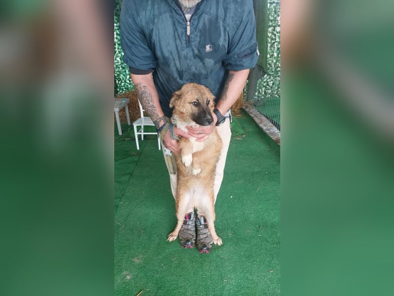 Freundlicher ANTON-wünscht sehnlichst- raus aus dem kalten, lauten Zwinger in sein Zuhause