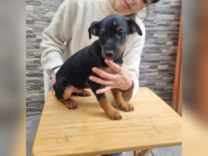 POLO-bald alt genug für seinen guten Start ins Leben