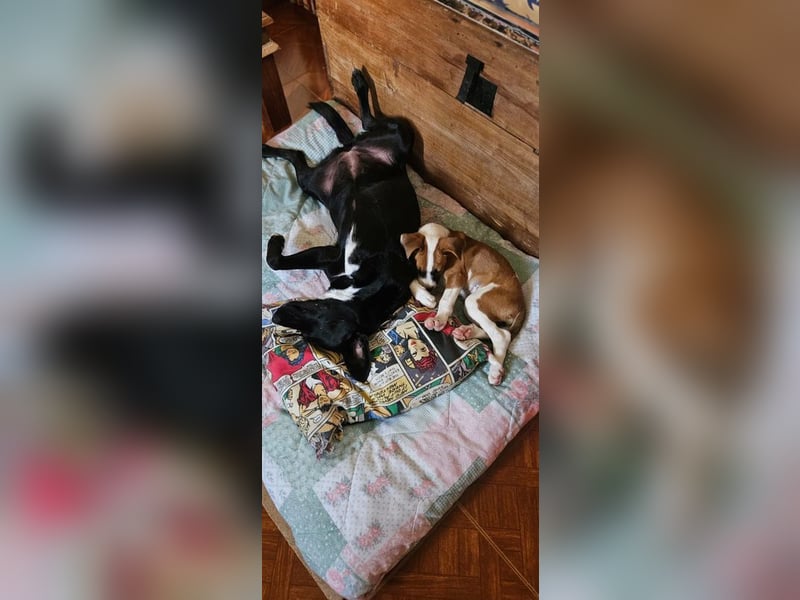 JULIETA- Kleine Charmeurin geht offen und fröhlich auf Menschen zu und sucht liebe Familie