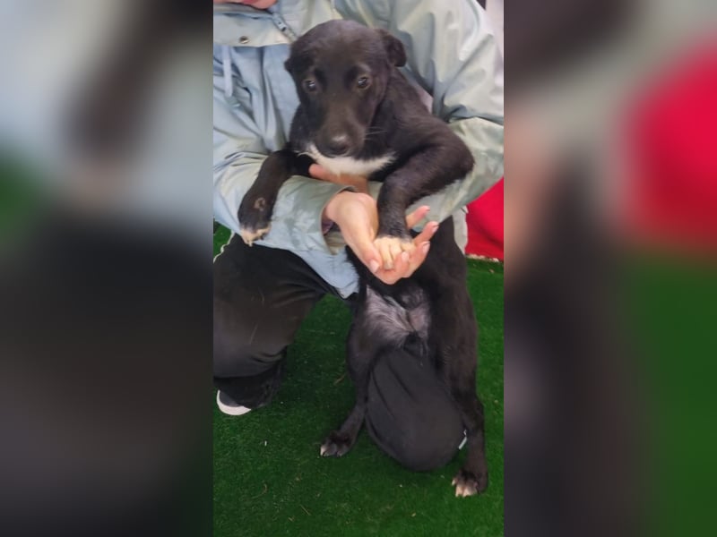 LORETTE - Zuckerschock, die kleine, unscheinbare Lorette sucht liebevolles Für-immer-Zuhause