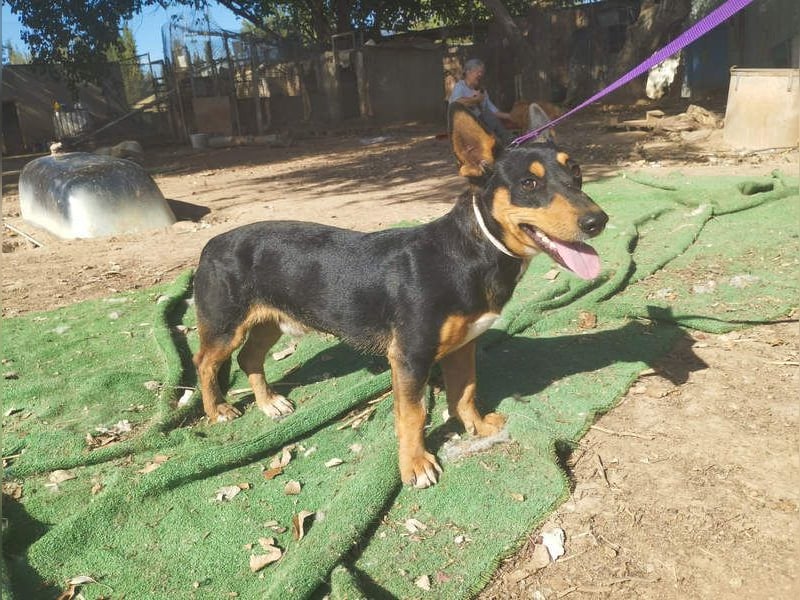 OZZY-fröhliches, offenes, liebenswertes Kerlchen sucht seine "Für-immer-Familie"