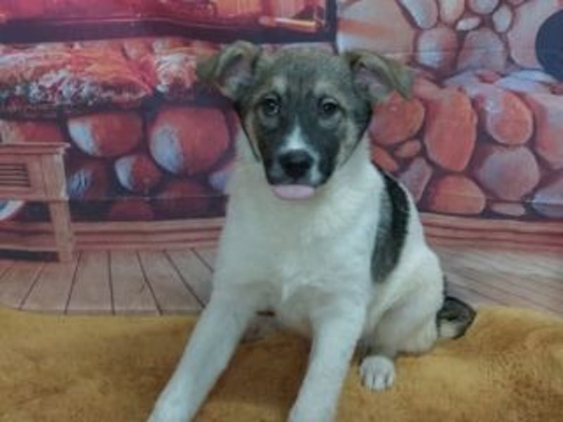 Wer möchte-LUCY-mit Geduld, Humor und Konsequenz den Weg in ein glückliches Leben zu ermöglichen?