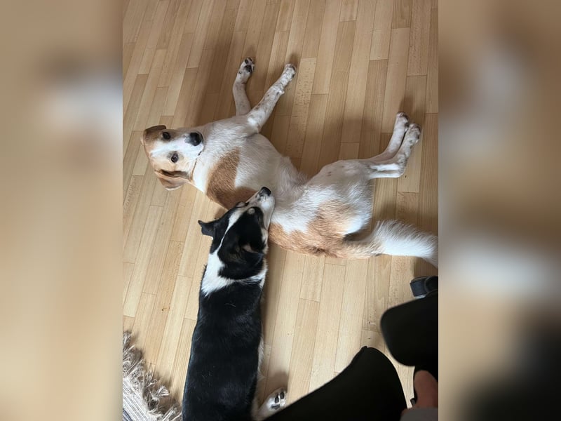 MUCKI - geselliges Kerlchen