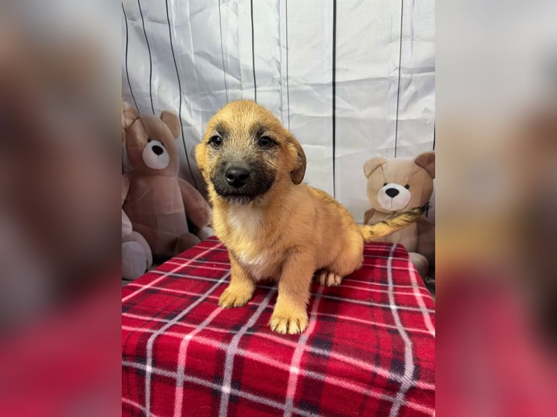 Scout – will endlich mehr erleben als den tristen Tierheimalltag