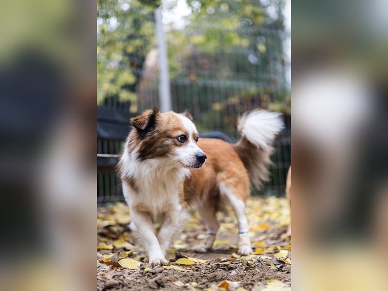BISCUIT-kleiner Sonnenschein-liebevoll, anhänglich sucht sein liebevolles Für-immer-Zuhause