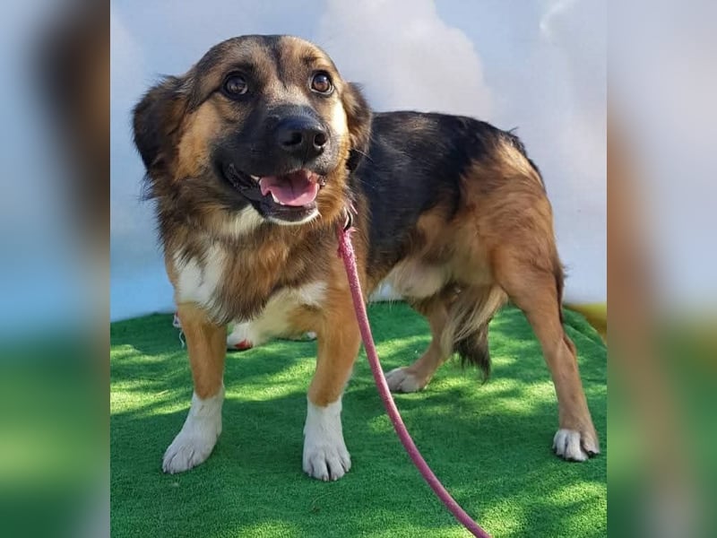 Zuckersüßer BORIS-lieb zutraulich und wartet ganz besonders auf seine liebevolle Für-immer-Familie